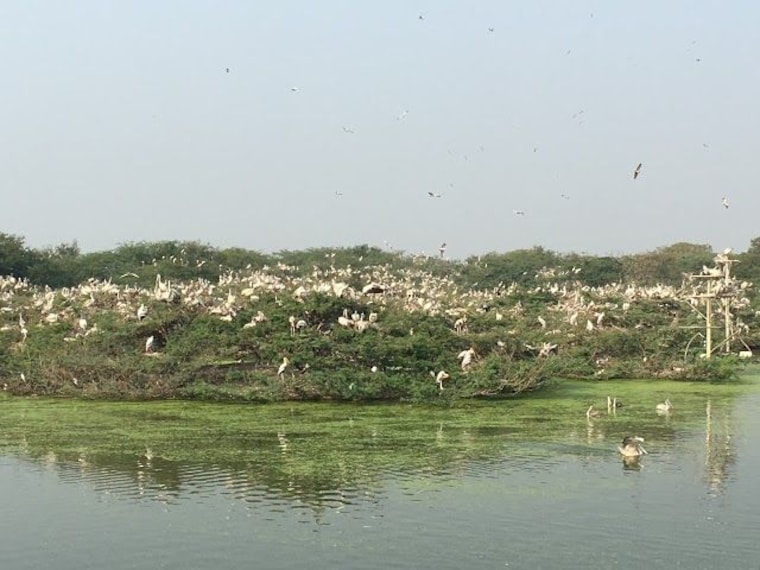Uppalapadu Nature Conservation-1